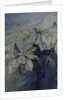 White Poinsettia by Karen Armitage