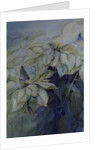 White Poinsettia by Karen Armitage