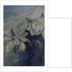 White Poinsettia by Karen Armitage
