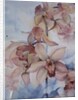 Orchid Cymbidium Ramley by Karen Armitage