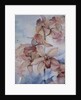 Orchid Cymbidium Ramley by Karen Armitage