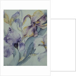 Iris mixed, Ola Kale and Mary Todd by Karen Armitage