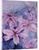 Lilies, pink Auratum by Karen Armitage