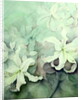 Lilies, white Auratum by Karen Armitage
