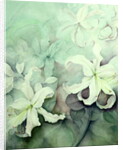 Lilies, white Auratum by Karen Armitage