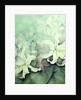 Lilies, white Auratum by Karen Armitage