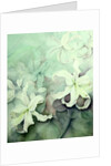 Lilies, white Auratum by Karen Armitage