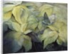 Cream Poinsettia with butterfly by Karen Armitage