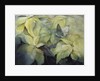 Cream Poinsettia with butterfly by Karen Armitage