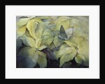 Cream Poinsettia with butterfly by Karen Armitage