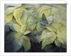 Cream Poinsettia with butterfly by Karen Armitage