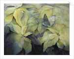 Cream Poinsettia with butterfly by Karen Armitage