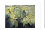 Cream Poinsettia with butterfly by Karen Armitage