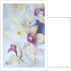 Orchid, Cymbidium, Prince Charles by Karen Armitage