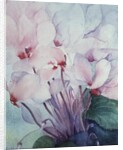 Pink Cyclamen, Victoria by Karen Armitage