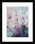 Pink Cyclamen, Victoria by Karen Armitage