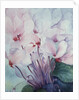 Pink Cyclamen, Victoria by Karen Armitage