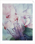 Pink Cyclamen, Victoria by Karen Armitage