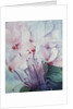 Pink Cyclamen, Victoria by Karen Armitage
