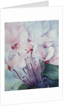 Pink Cyclamen, Victoria by Karen Armitage