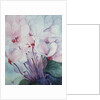 Pink Cyclamen, Victoria by Karen Armitage