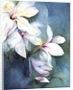 Magnolia Dedudata by Karen Armitage
