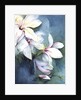Magnolia Dedudata by Karen Armitage
