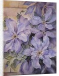 Clematis, The President by Karen Armitage