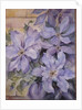 Clematis, The President by Karen Armitage