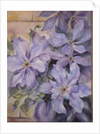 Clematis, The President by Karen Armitage