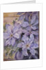 Clematis, The President by Karen Armitage