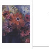 Caen Anemones in a Blue Jug by Karen Armitage