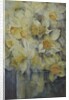 Spring Time, mixed daffodils in tank No 3., Mrs Krelage, Ice Follies and Fortune by Karen Armitage