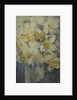 Spring Time, mixed daffodils in tank No 3., Mrs Krelage, Ice Follies and Fortune by Karen Armitage