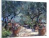 Garden in Porto Ercole, Italy, 1996 by Karen Armitage