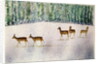 Deer in Snow by Suzi Kennett