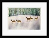 Deer in Snow by Suzi Kennett