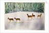 Deer in Snow by Suzi Kennett