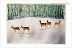 Deer in Snow by Suzi Kennett