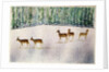 Deer in Snow by Suzi Kennett