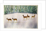 Deer in Snow by Suzi Kennett