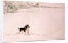 Springer Spaniel in the Snow by Suzi Kennett