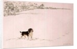 Springer Spaniel in the Snow by Suzi Kennett