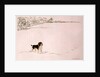 Springer Spaniel in the Snow by Suzi Kennett