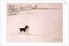 Springer Spaniel in the Snow by Suzi Kennett