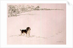 Springer Spaniel in the Snow by Suzi Kennett
