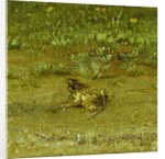 Toad by Paulus Potter