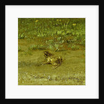 Toad by Paulus Potter