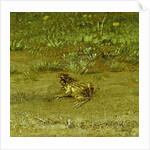 Toad by Paulus Potter