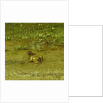 Toad by Paulus Potter